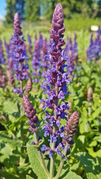 Garten-Salbei Ostfriesland